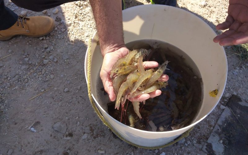 Honduras and China: challenges for the local shrimp industry Honduras and China: challenges for the local shrimp industry